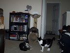 pitties