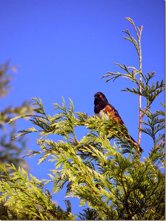 Strange-Bird_Barb-Derksen