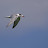 Rybitwa rzeczna (Sterna hirundo), fot. M. Kowalski