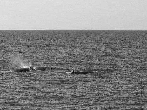 baleias BW baleias BW