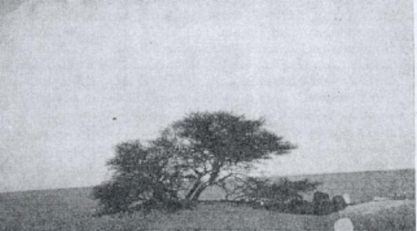 tree-of-tenere-4 tree-of-tenere-4