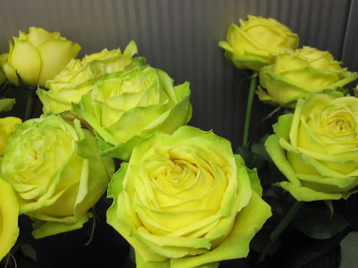 These roses are called 