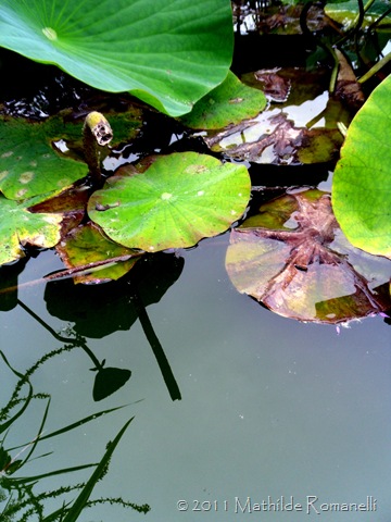 Lotus et Nénufar Lotus et Nénufar