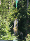 california_sequoia