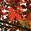DSC_0811.JPG.jpg