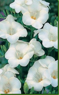 Freesia Branca