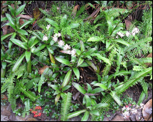 02-09-callisia-fragrans