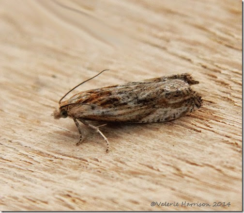 Eucosma-cana-2 Eucosma-cana-2