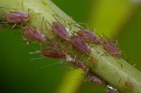 [aphids%2520on%2520rose%255B2%255D.jpg]