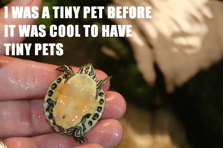 I was a tiny pet before it was cool to have tiny pets