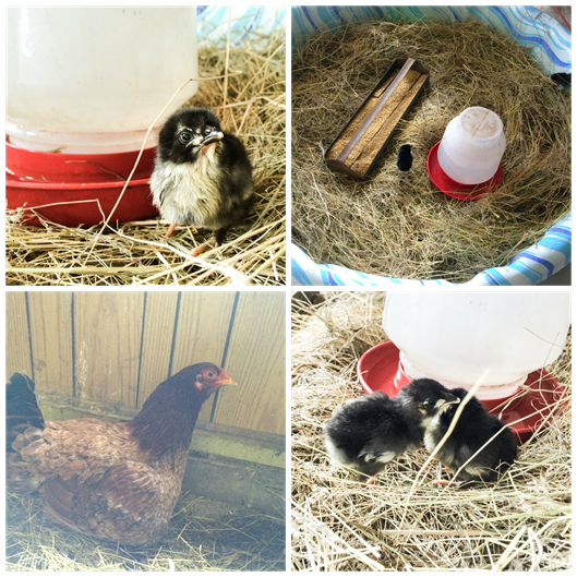 chick collage