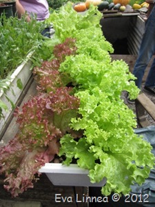 IMG_3383 IMG_3383