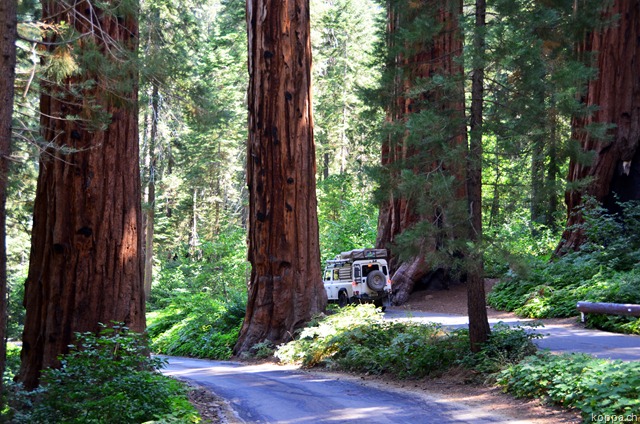 [110914SequoiaNP123.jpg]