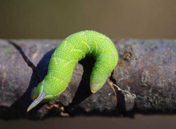 Chenille de Sphingidae (Sphinginae) : Laothoe populi (L., 1758). Les Hautes-Lisières (Rouvres, 28), 27 août 2012. Photo : J.-M. Gayman
