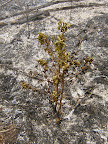 Use of headfire to control maple and gum regeneration and encourage the growth of oaks.