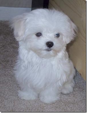 fotos de perritos imagenesifotos.blogspot (3)