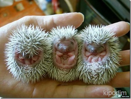 three-baby-hedgehogs