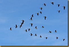 Canada Geese in Flight