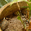 Because in a flower pot there were three baby tortoises hiding!