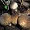 Lycoperdon pyriforme