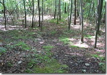 our woods 5 our woods 5