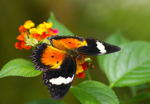 Cethosia hypsea hypsea DOUBLEDAY, 1847, femelle. Sepilok (Sabah), 10 août 2011. Photo : J.-M. Gayman