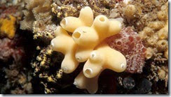 Porifera: calcarea sycon gelatinosum