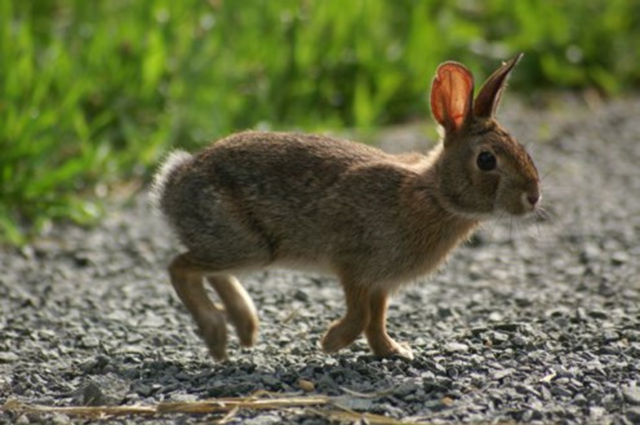 New England cottontail rabbit. londonderrynh.net