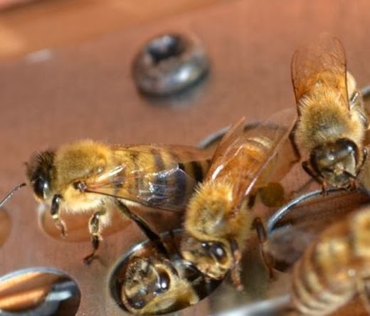 Buckfast honey bees February