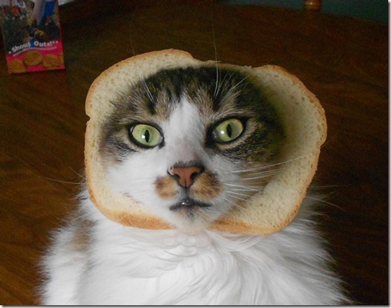 breaded-cats-15