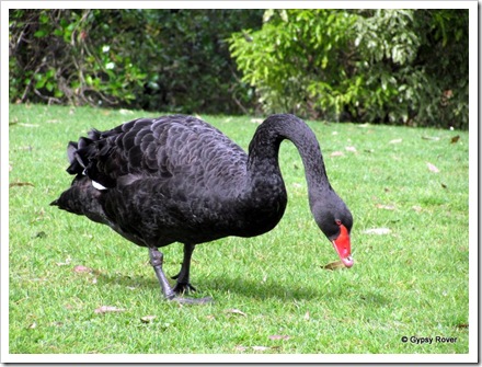 Australian Black swans are common throughout New Zealand.