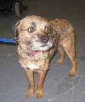 Border Terrier