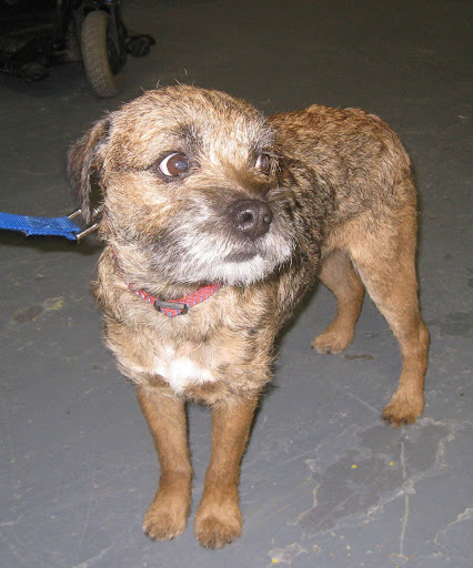 Border Terrier