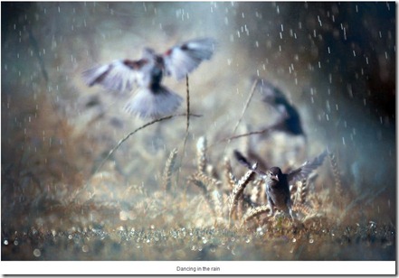 rain13 rain13
