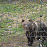 One of the new bears to the sanctuary...