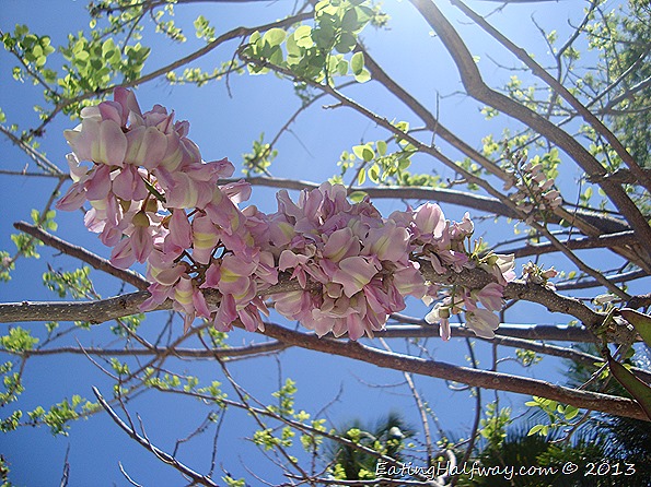 Madre de Cacao Flowers