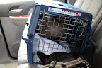 Don't worry, Bartok.  We'll be home soon!  I know you don't like being in that carrier, but you should just do as Sharkey and I do in the car.