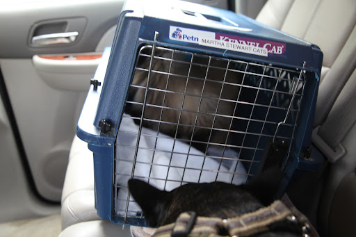 Don't worry, Bartok.  We'll be home soon!  I know you don't like being in that carrier, but you should just do as Sharkey and I do in the car.