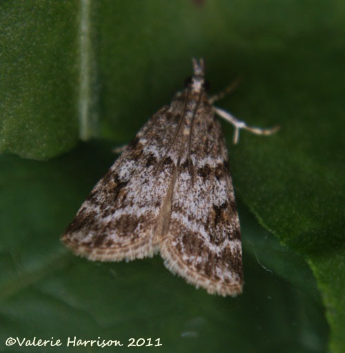 [Scoparia%2520ambigualus%255B2%255D.jpg]