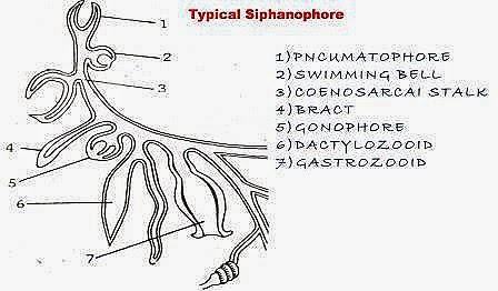 [polymorphism-siphonophora%255B9%255D.jpg]
