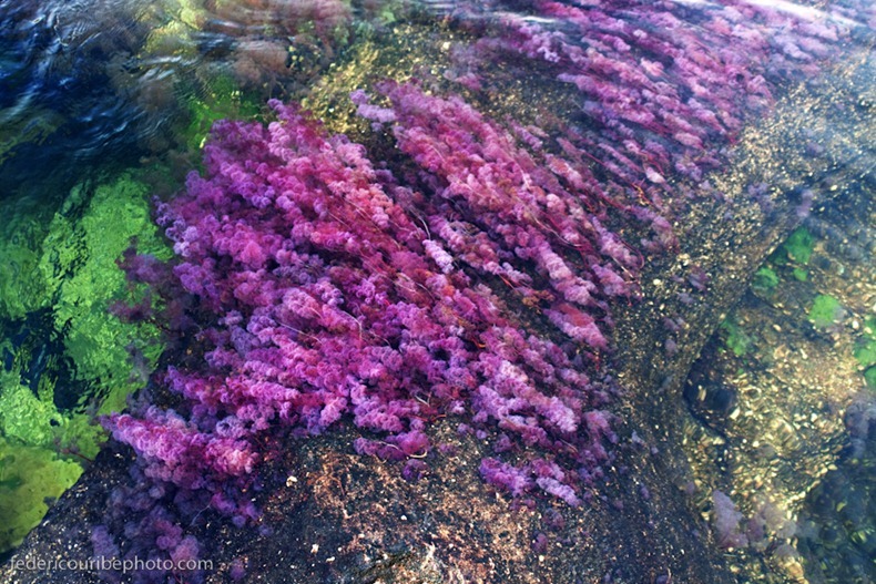 نهر الالوان الخمسة من اجمل انهار العالم  Cano-cristales-4%25255B2%25255D