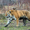 Tiger_-_14.jpg