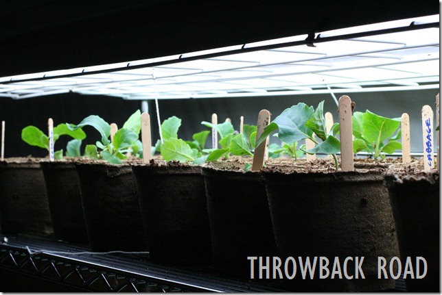 transplanting seedlings 041