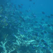  Scuba Dive Buck Island Reef