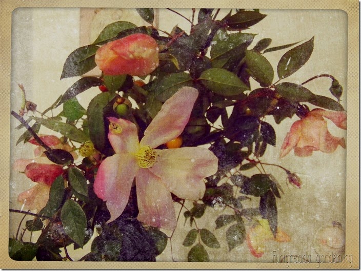 Mutabilis 12 Mutabilis 12