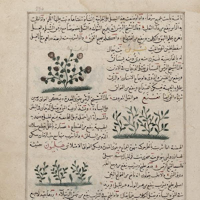 Wild rose (Nisrin), Mint (Na'na), and Asparagus (Hilywan); folio from a Aja'ib al-makhluqat ("Wonders of Creation") by al-Qazvini | Origin: Iraq or Eastern Turkey | Period: early 15th century Muhammad al-Qazwini (b. Zakariya) c. 1203-1283), | Details: Not Available | Type: Opaque watercolor, ink and gold on paper | Size: H: 32.7 W: 22.4 cm | Museum Code: F1954.83 | Photograph and description taken from Freer and the Sackler (Smithsonian) Museums. 831e80b3a0df4b0aa988bedbf15e56a4.jpg
