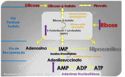 Ribose Ribose
