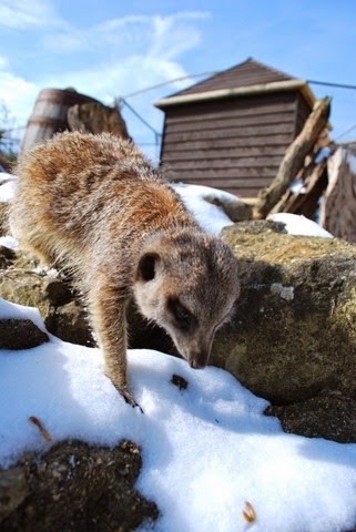 [Meerkat%2520and%2520mealworms%2520all%2520gone%255B5%255D.jpg]