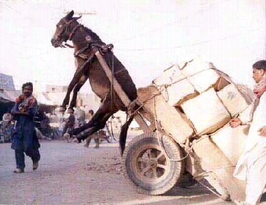Carroça erguendo o cavalo. Carroça erguendo o cavalo.