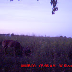 nichols deer 255.JPG